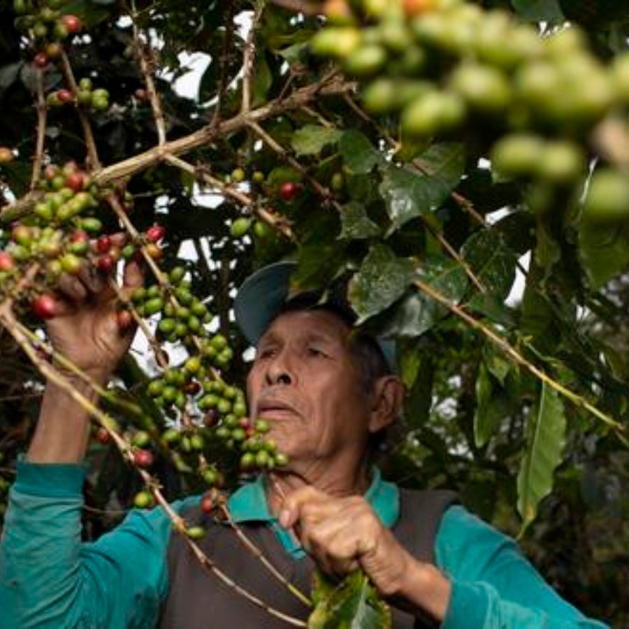 Perú podría dejar de exportar 50% de su café ante nuevas normas de la UE