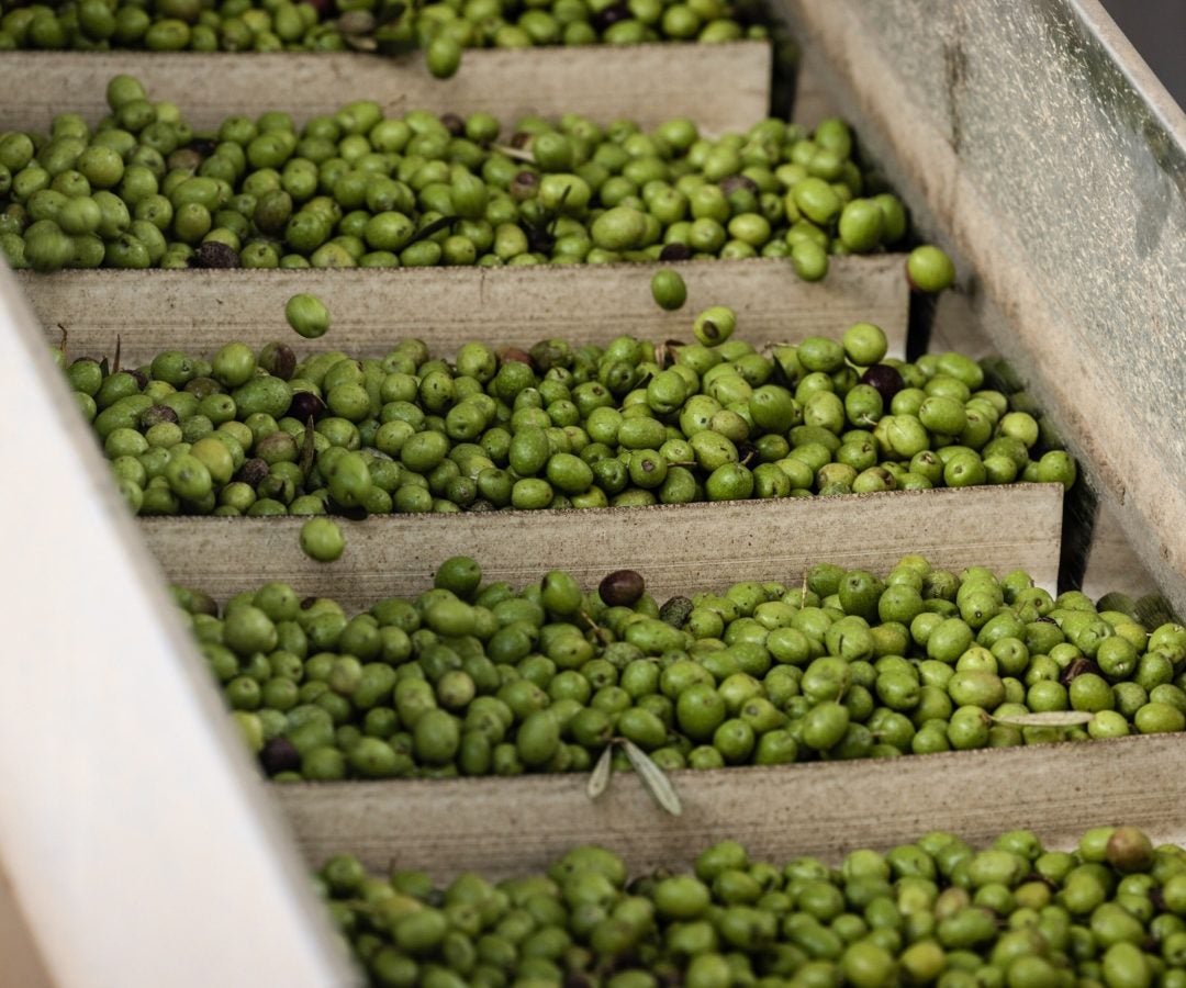 Aceitunas españolas - Bloomberg