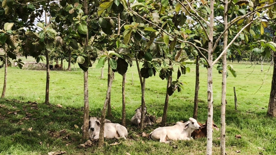 Bovinos - Imagen de RIA.