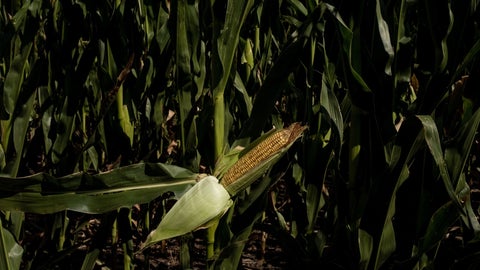 Cultivo de maíz, Bloomberg.
