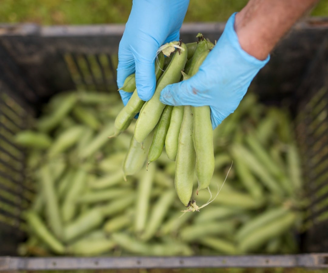 Arvejas verdes, Bloomberg.