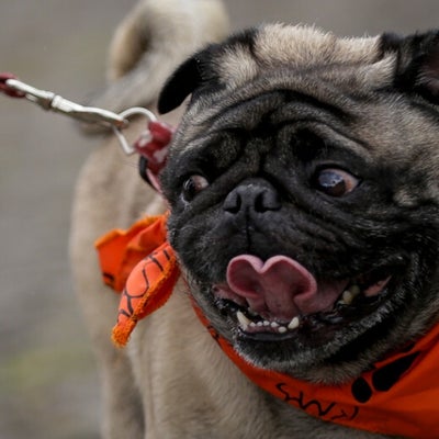 Conozca cuáles son las razas de perros más compradas y cuánto cuestan