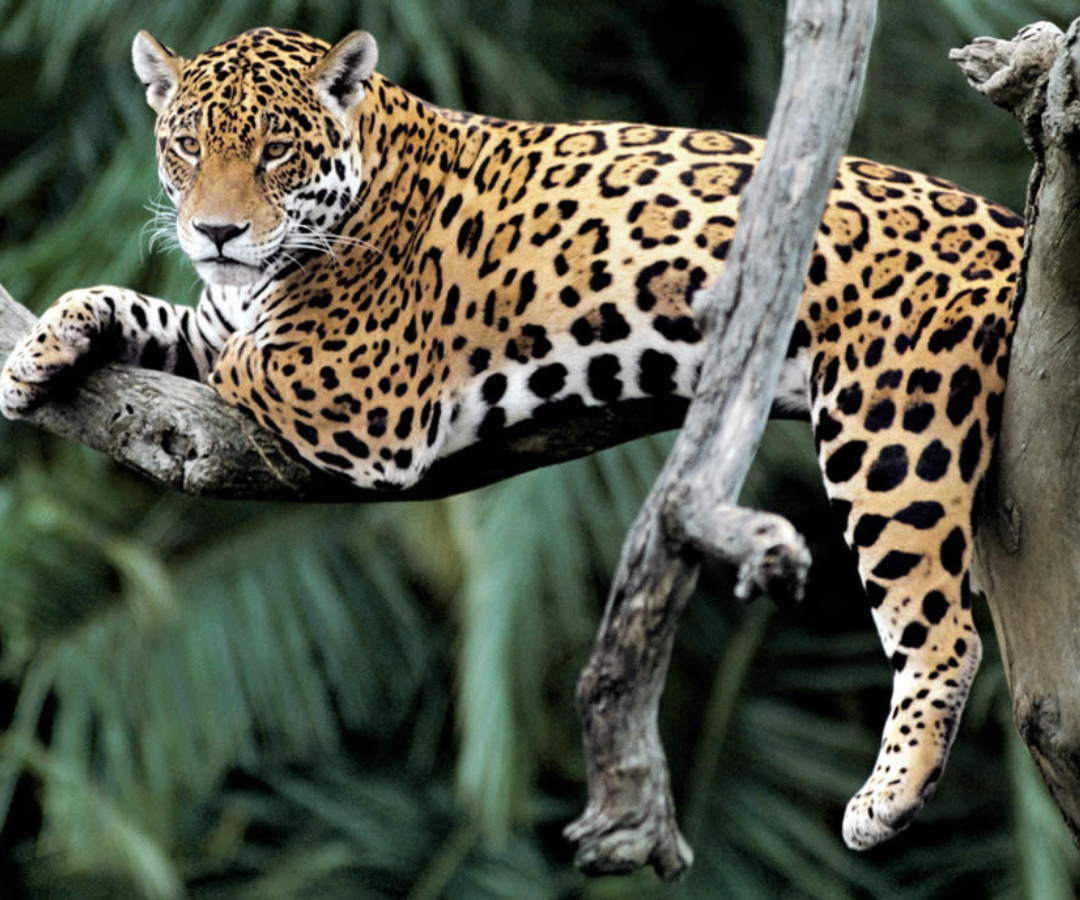 ¿Quiere ayudar a un animal en vía de extinción? Puede hacerlo con estas tres opciones ¿Quiere ayudar a un animal en vía de extinción? Puede hacerlo con estas tres opciones