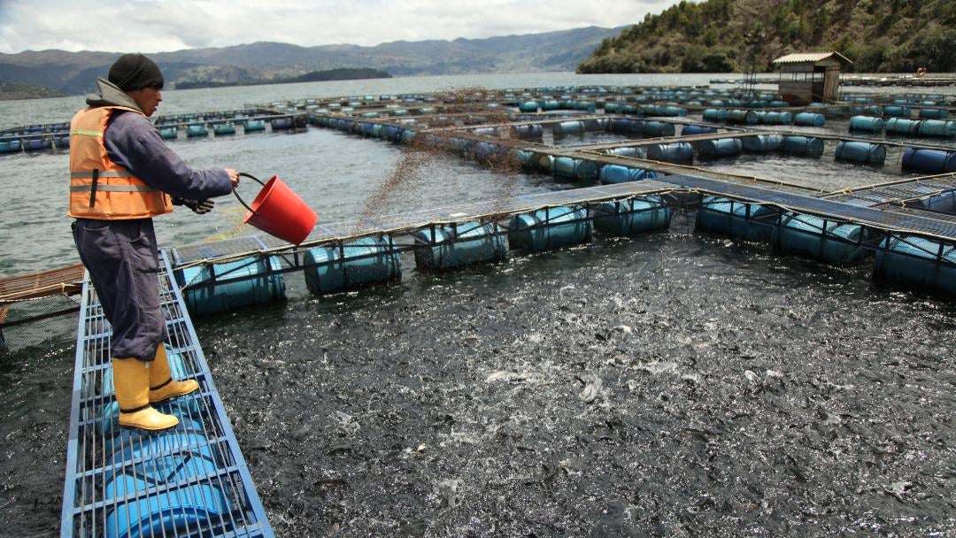 Tanque de peces