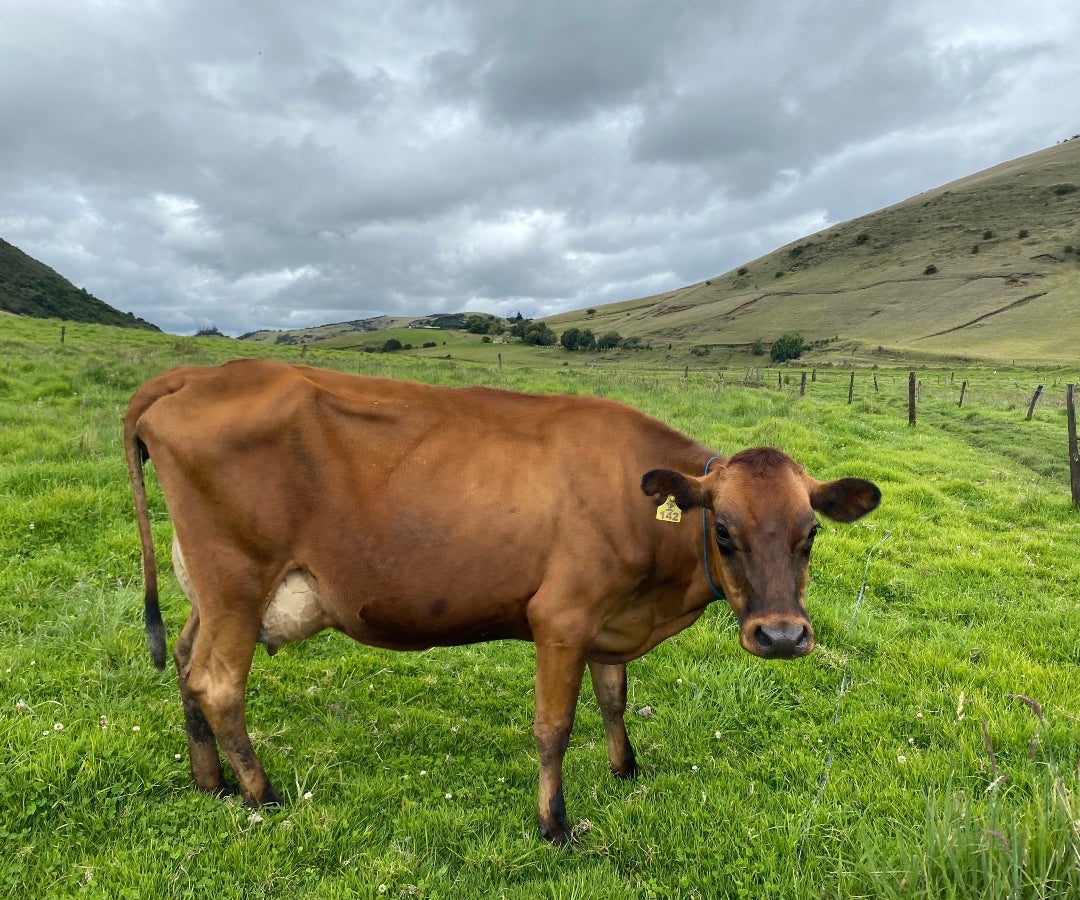 Finca ganadera en Suesca, Cundinamarca
