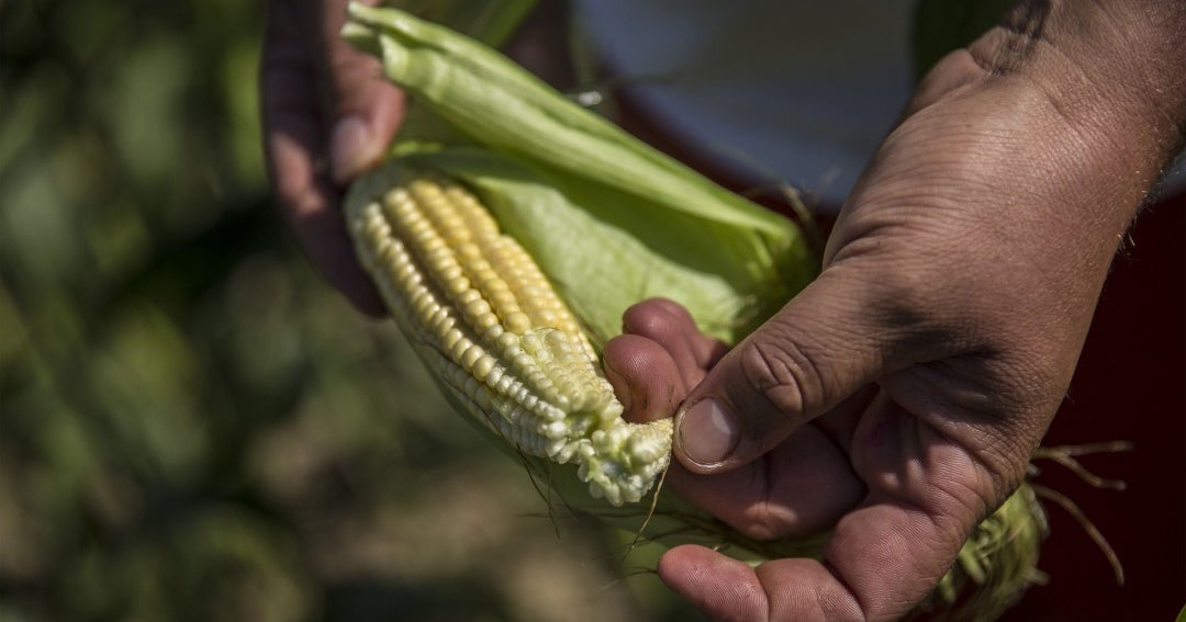 Maíz Cae Al Menor Nivel En 18 Meses Por Temor A Oferta Trigo Baja Por Acuerdo En Ucrania