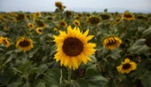 Girasol/Bloomberg