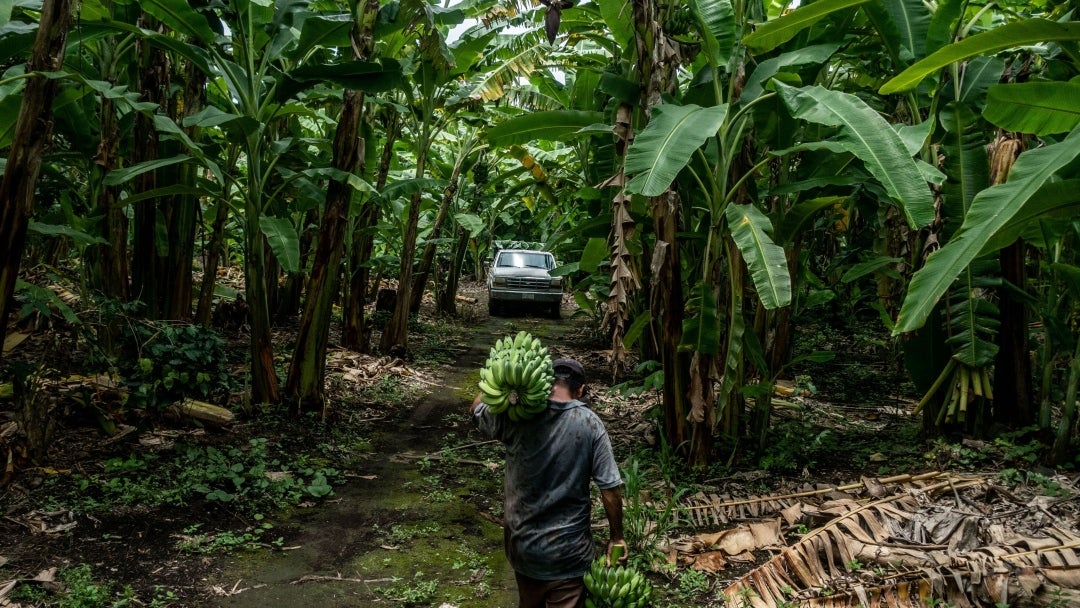 Cultivos de plátano