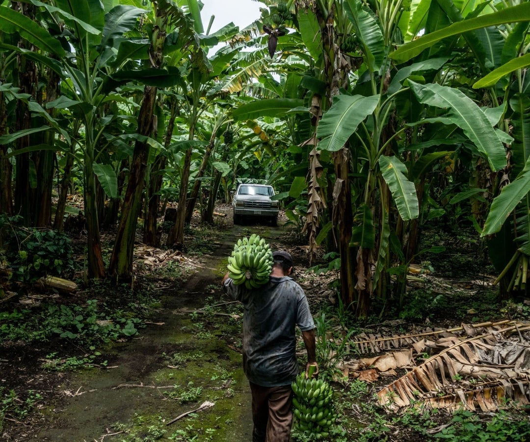 Cultivos de plátano