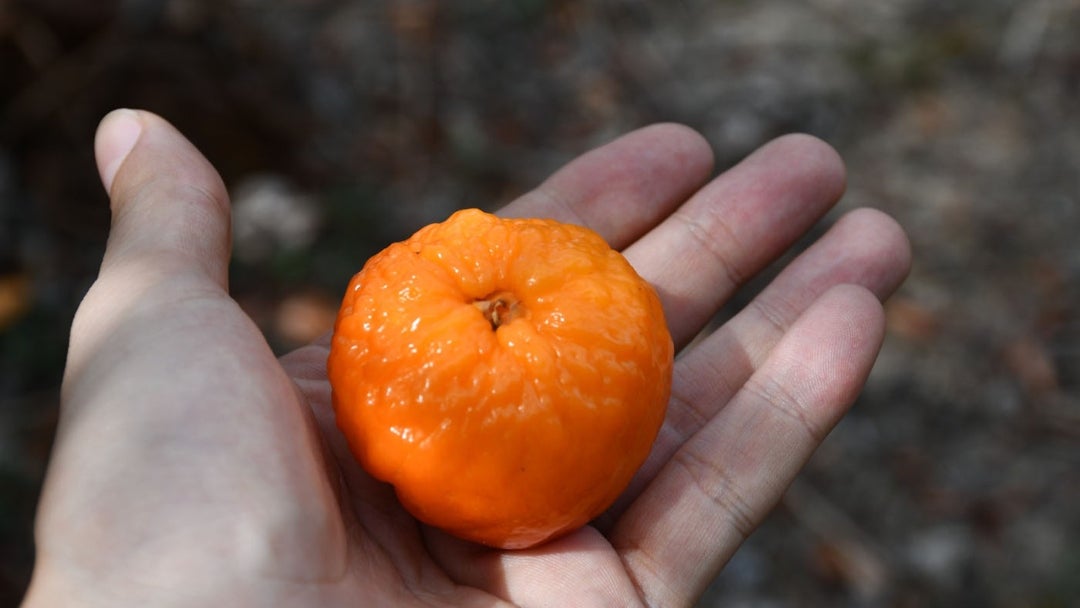 Guayaba paujía/ Alvis García (Unal)