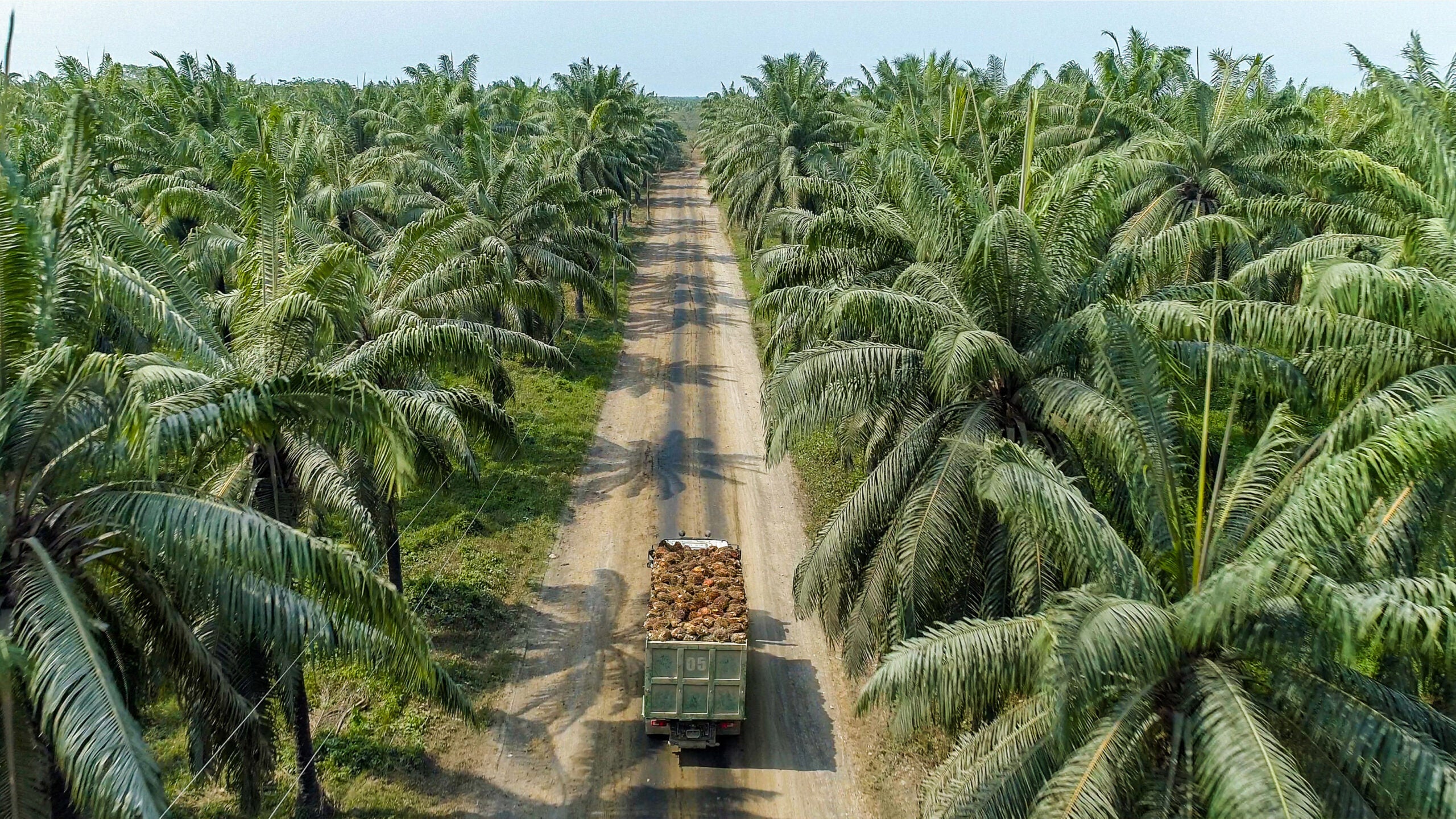La hacienda se constituyó en la primera empresa colombiana de aceite de palma en constituir alianzas productivas con agricultores vecinos, dando asistencia técnica, social y ambiental