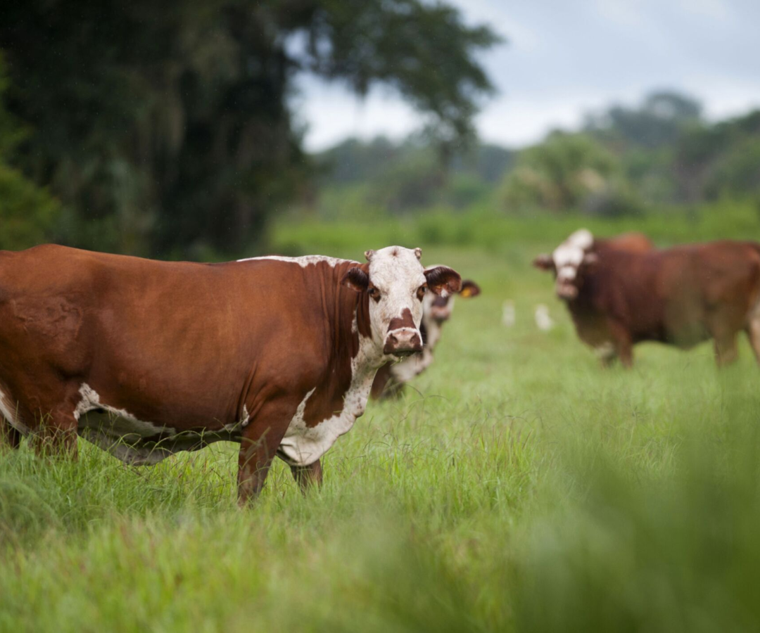 Cruce Braford. Foto: Bloomberg