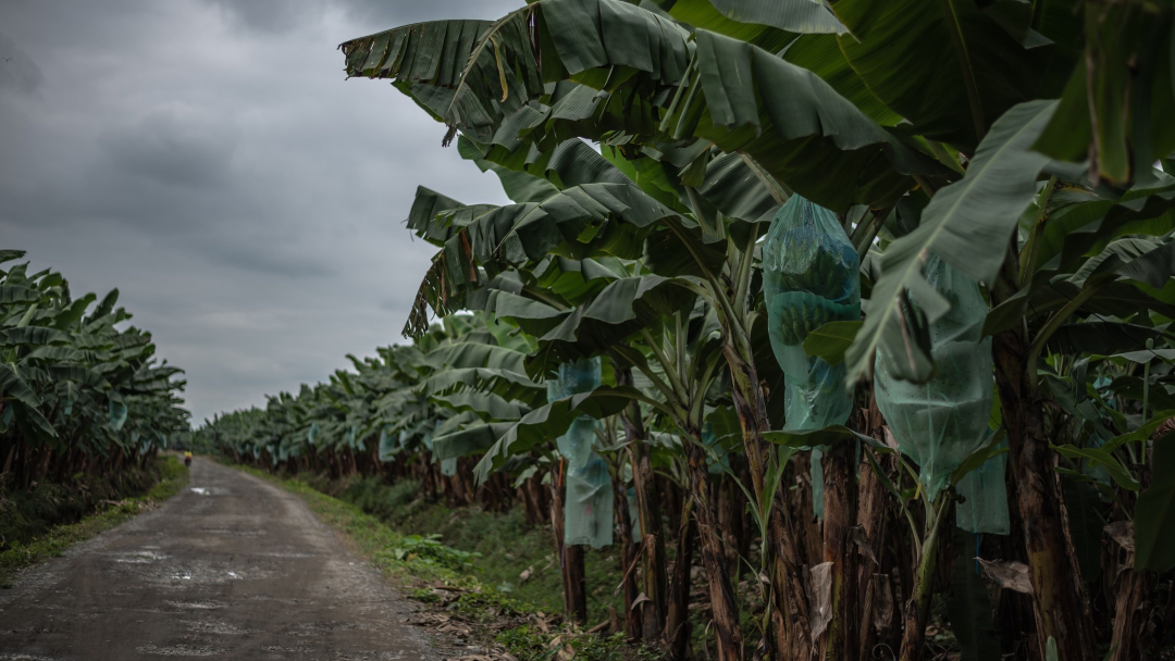 Plantaciones de banano