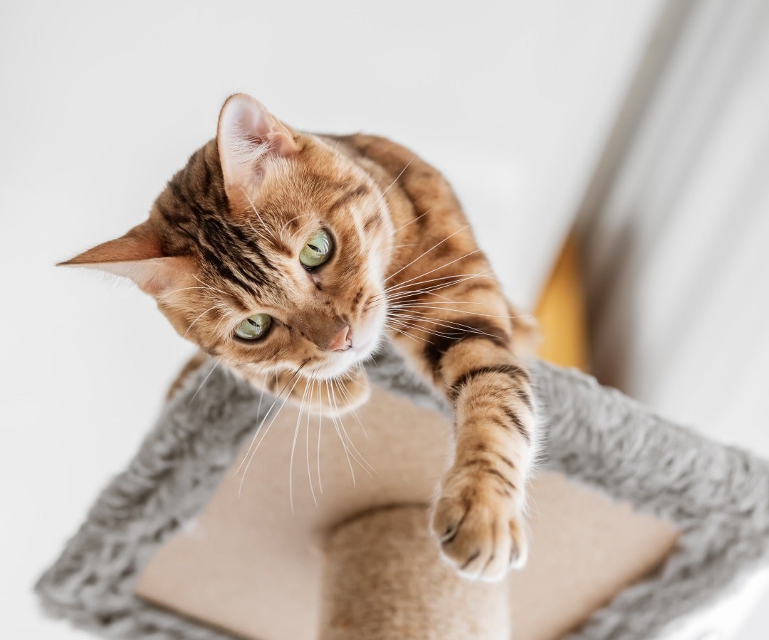 Gato en una vivienda. Foto: 123f