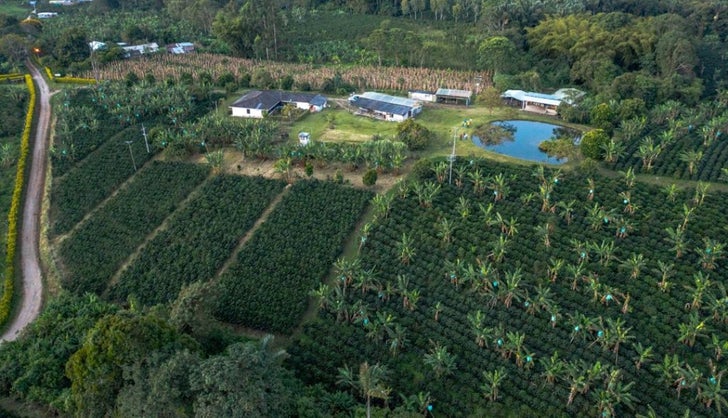 Cultivo de café. Foto: Fedecafe