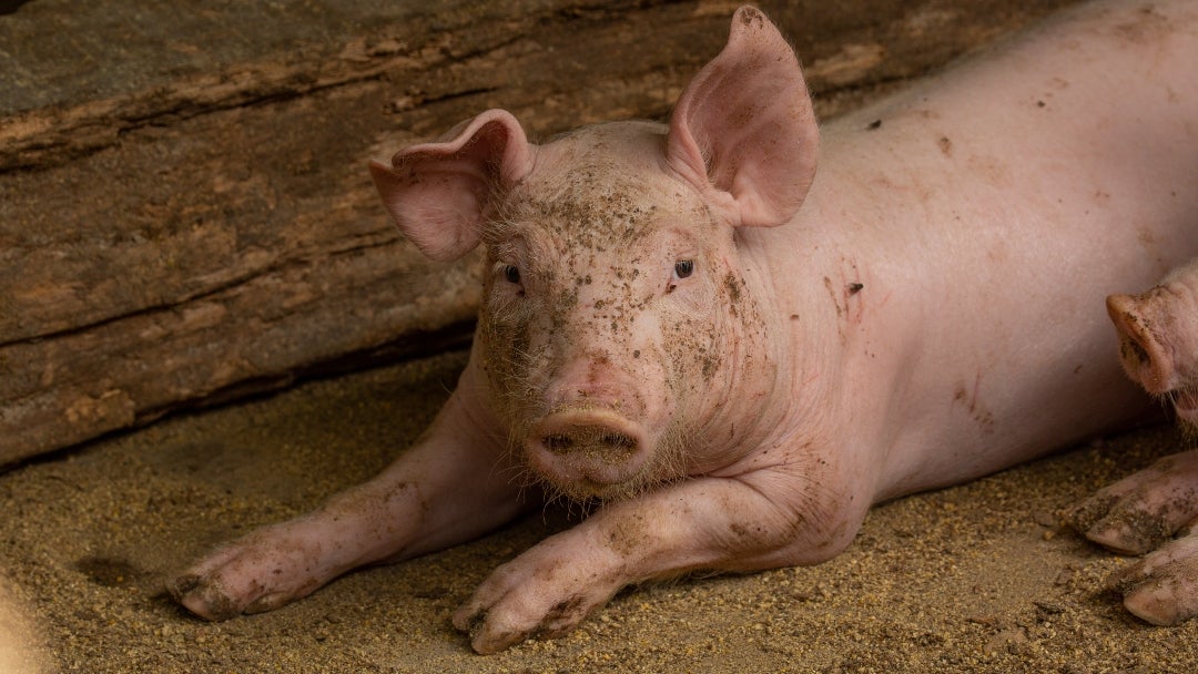 Cerdo comiendo. Foto: FAO