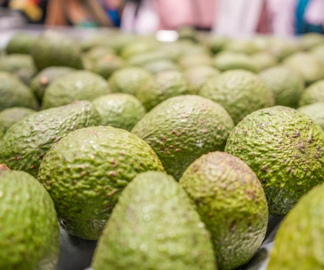 Planta de aguacate hass en Caldas. ADR.