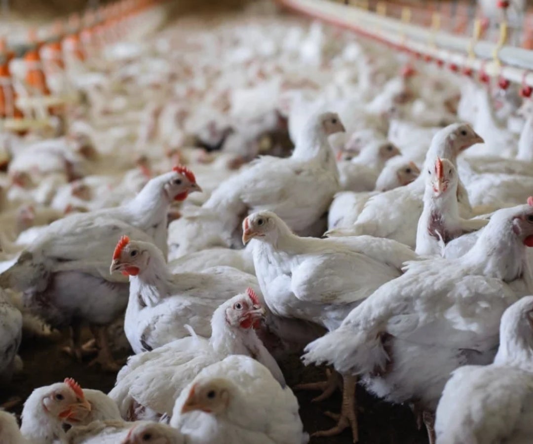 Industria Avícola