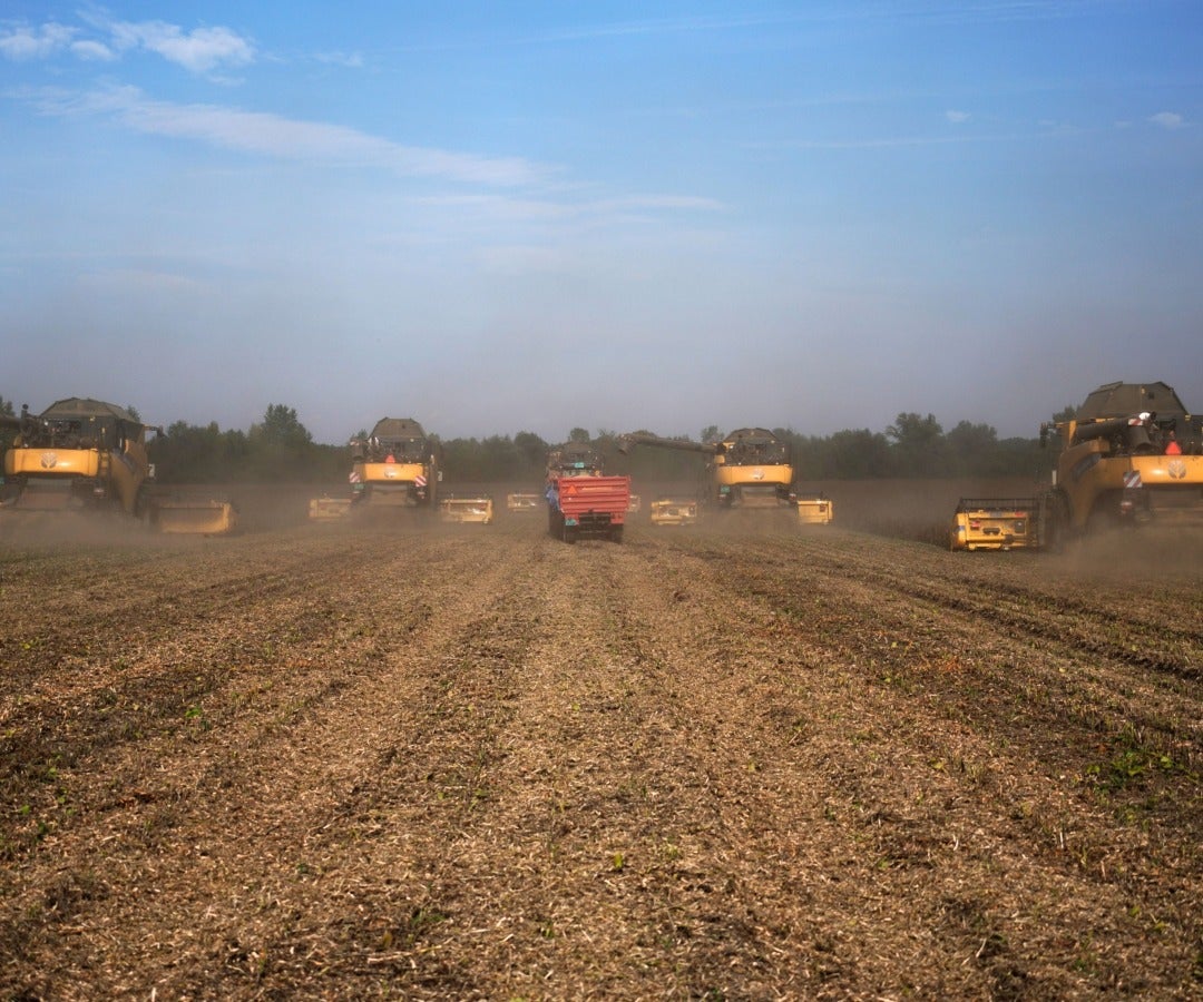 Cultivo de soja afectado en Estados Unidos