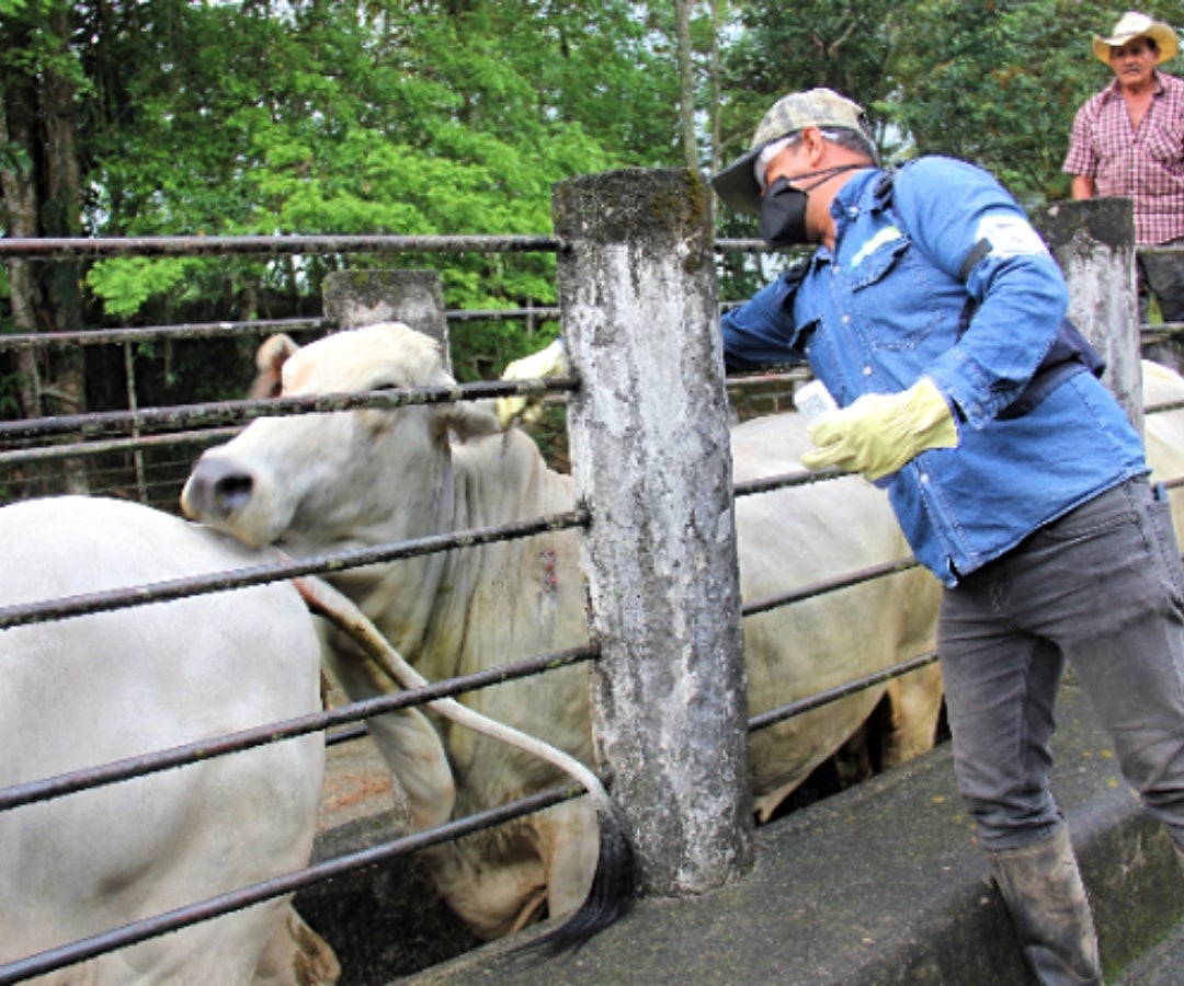 Avance del primer ciclo de campaña contra fiebre aftosa. Foto: ICA
