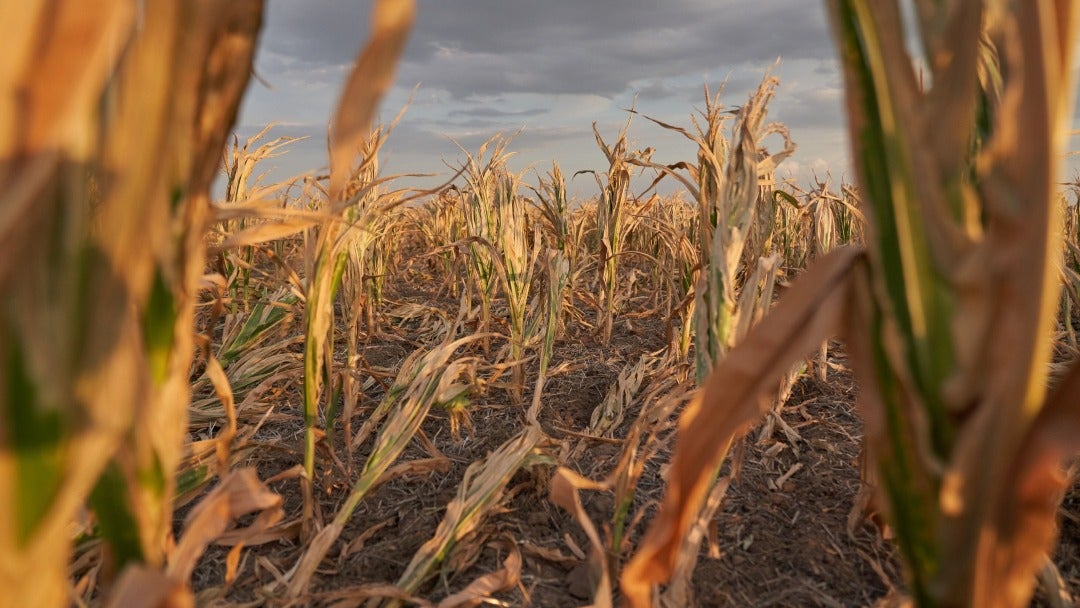 Cultivo afectado por la sequía. Foto: Bloomberg