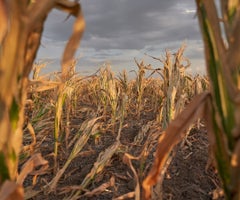 Cultivo afectado por la sequía