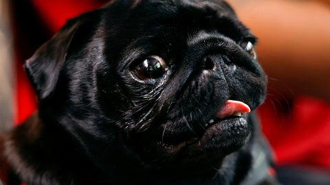 Síndrome braquiocefálico en perros adultos pug. Foto: Reuters