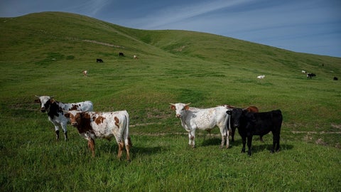 Vacas en pradera. Foto: Bloomberg