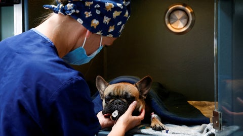 Bulldog en un centro veterinario. Foto: Reuters.