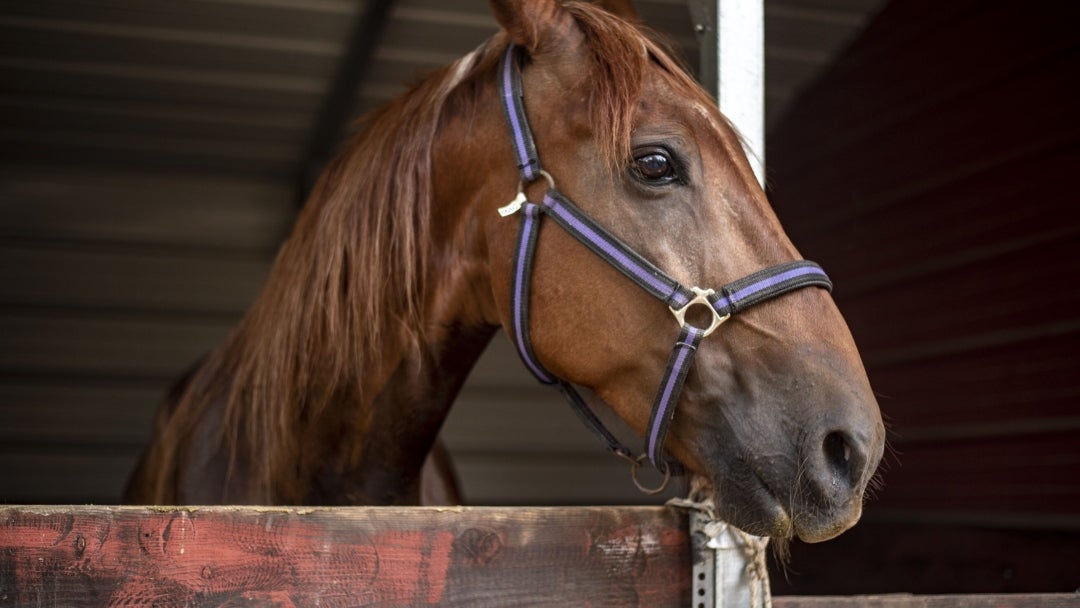 Caballo. Foto: Bloomberg