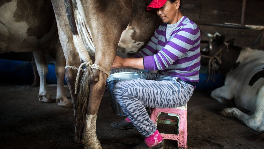 Vaca siendo ordeñada en producción