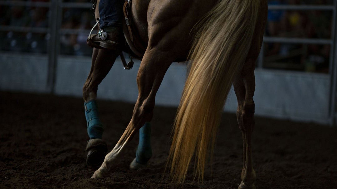 Cortaduras en extremidades del caballo