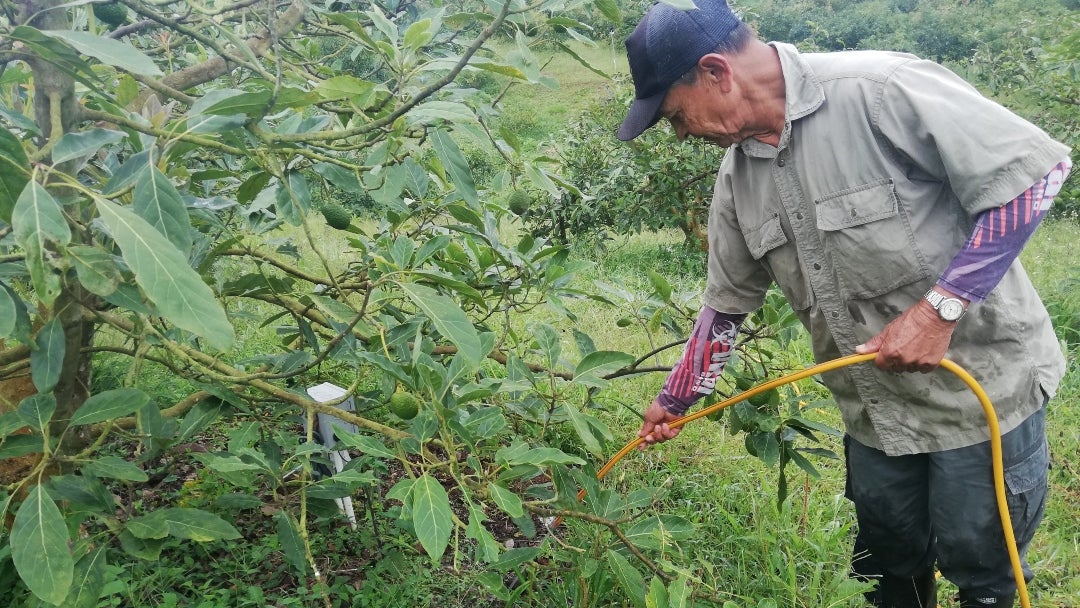 Labor de riego por manguera llevada a cabo por un regador en una de las fincas del trabajo (Restrepo, Valle del Cauca)