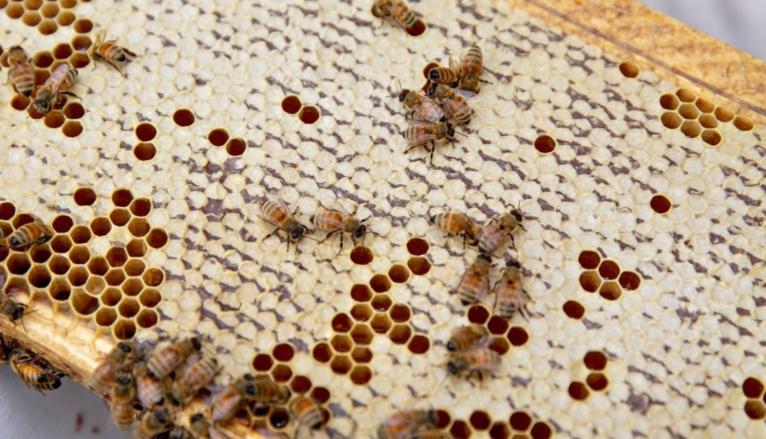 Varroa destructor, el ácaro parásito externo que daña la productividad ...