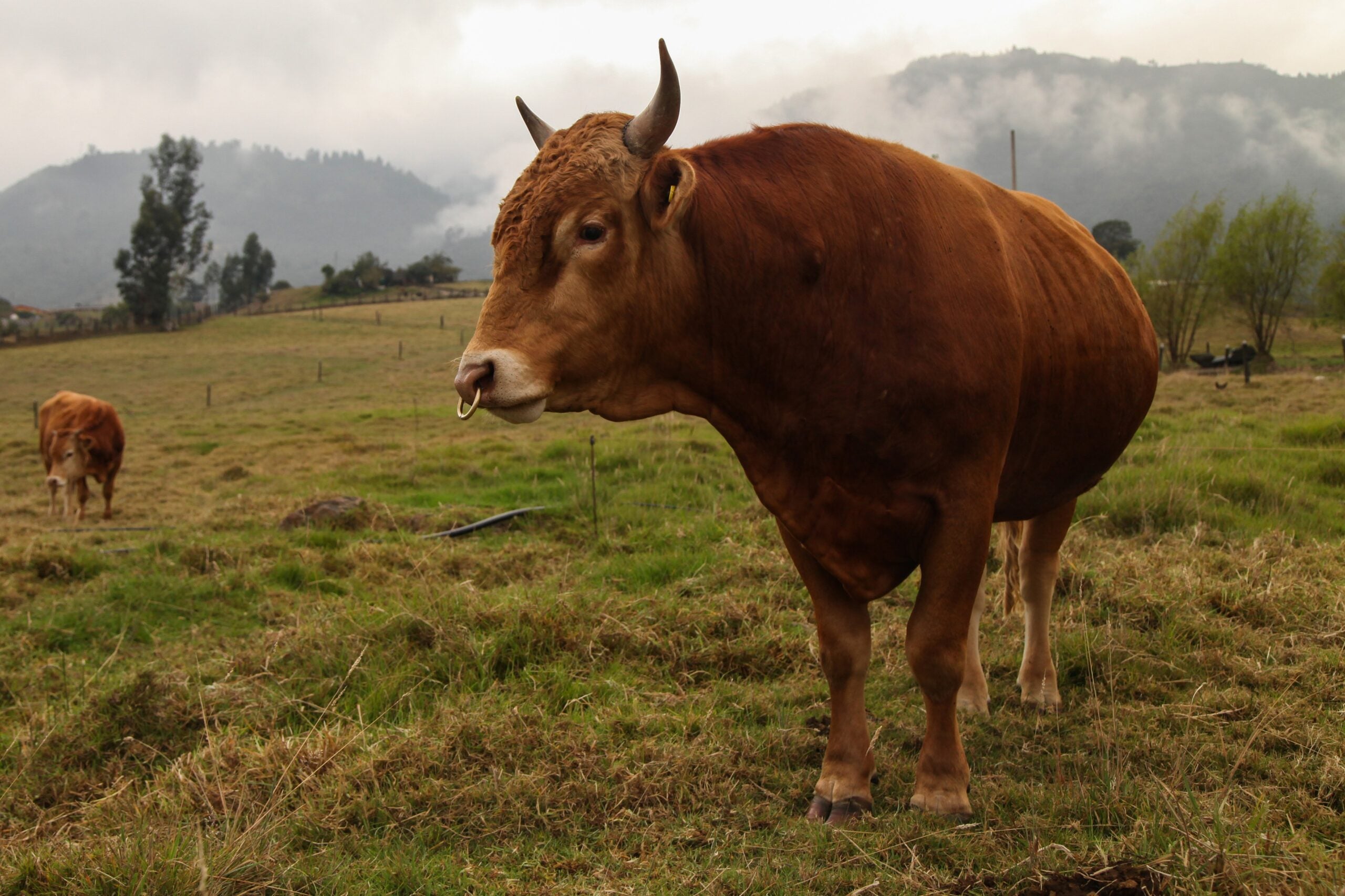 Ganado wagyu