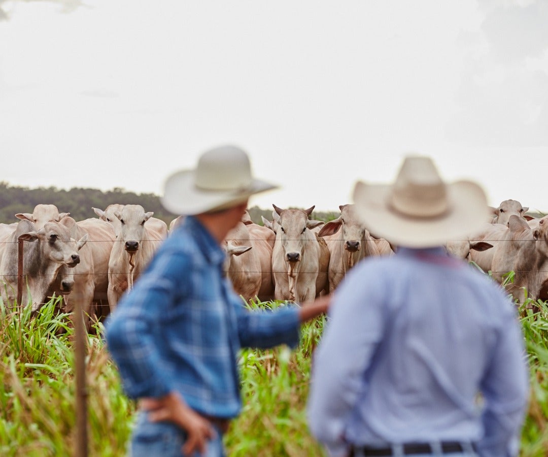 Fincas certificadas en ganadería sostenible