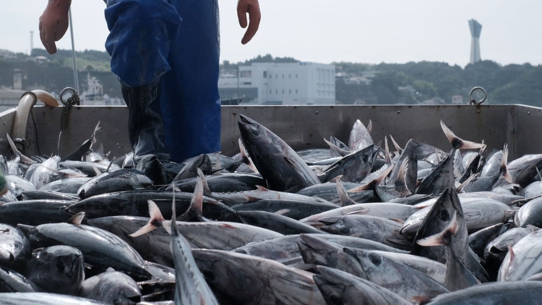 Aprovechamiento de vísceras de tilapia en la producción de alimento para aves