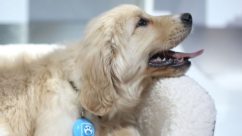 Novedades que trae AgroExpo para su mascota con relación al Día Mundial del Perro