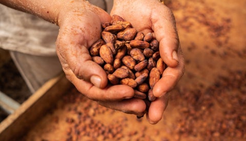 Los precios del cacao suben generando estrés financiero en los compradores