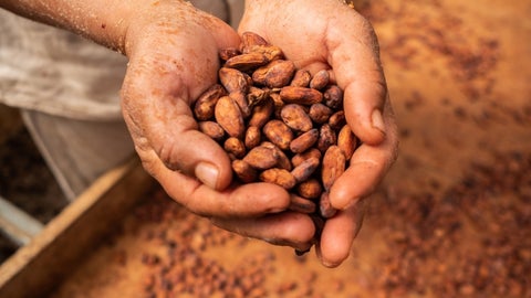 Producción de cacao