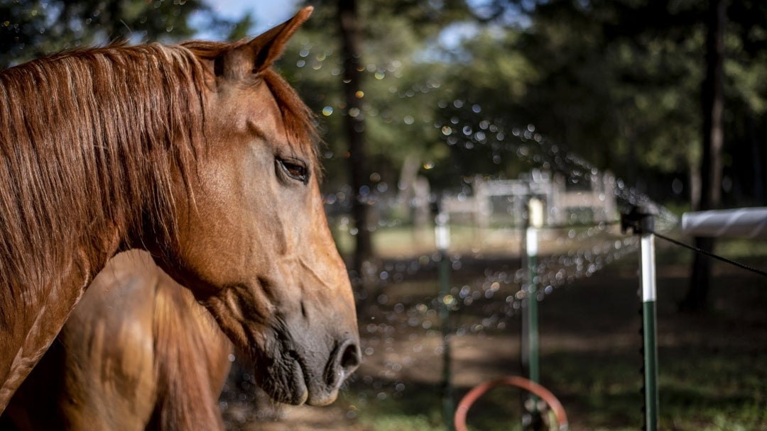 Ozonoterapia en caballos