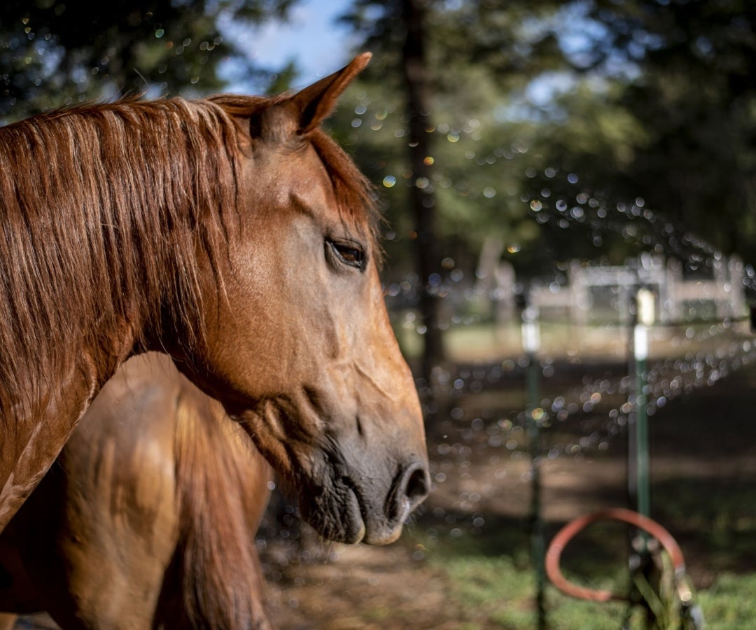 Ozonoterapia en caballos