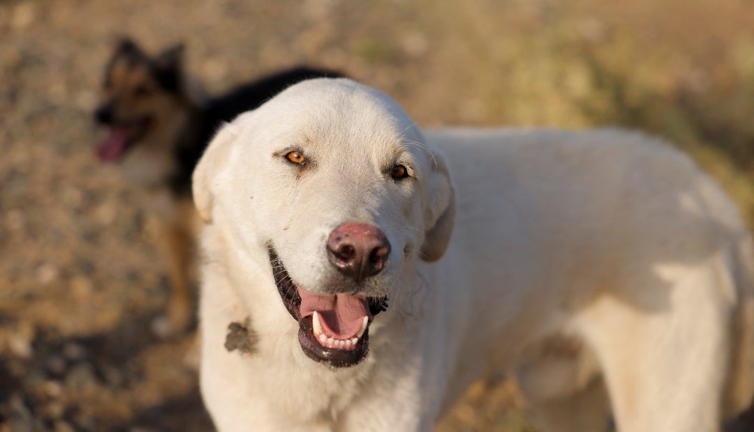 cómo se trata la deficiencia de hierro en los perros