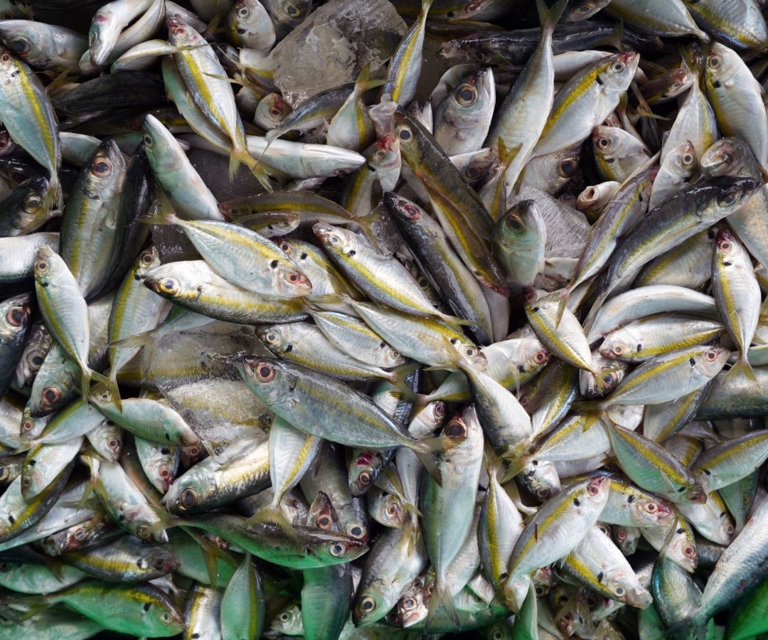 Producción piscícola