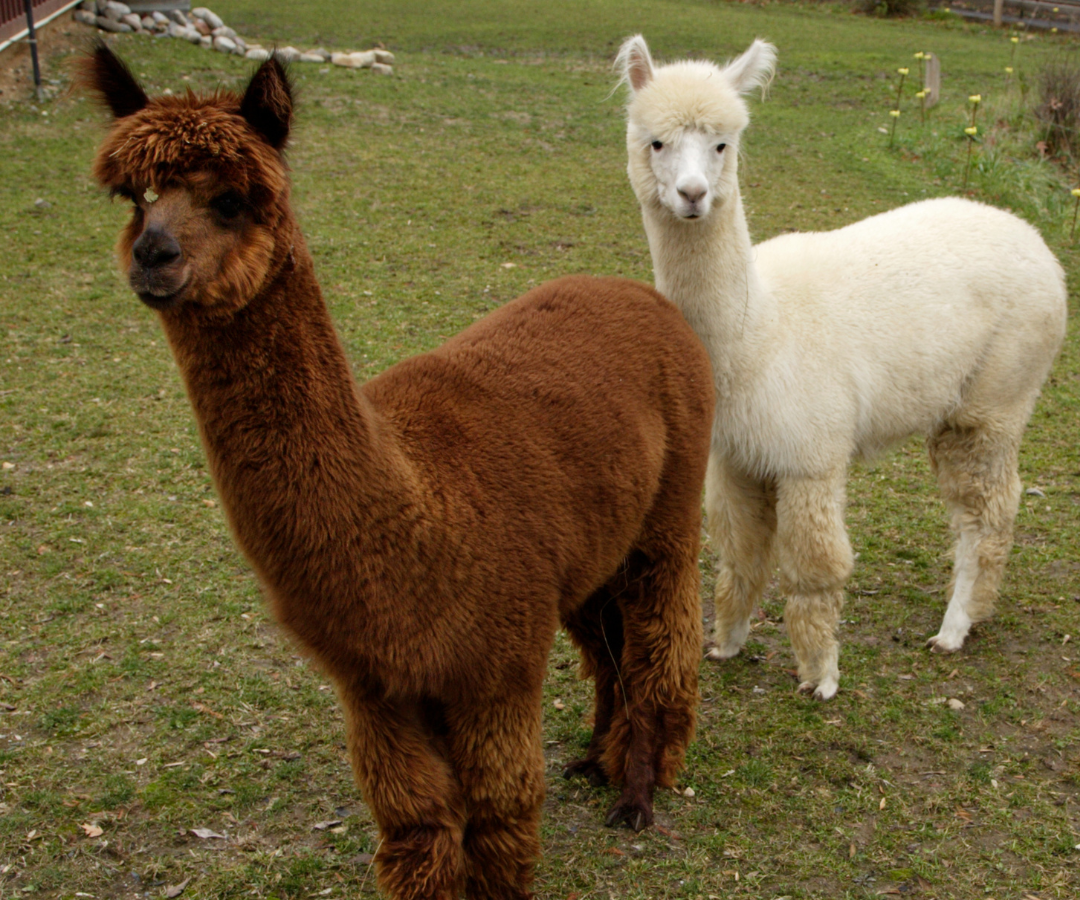 Alpaca, Canva