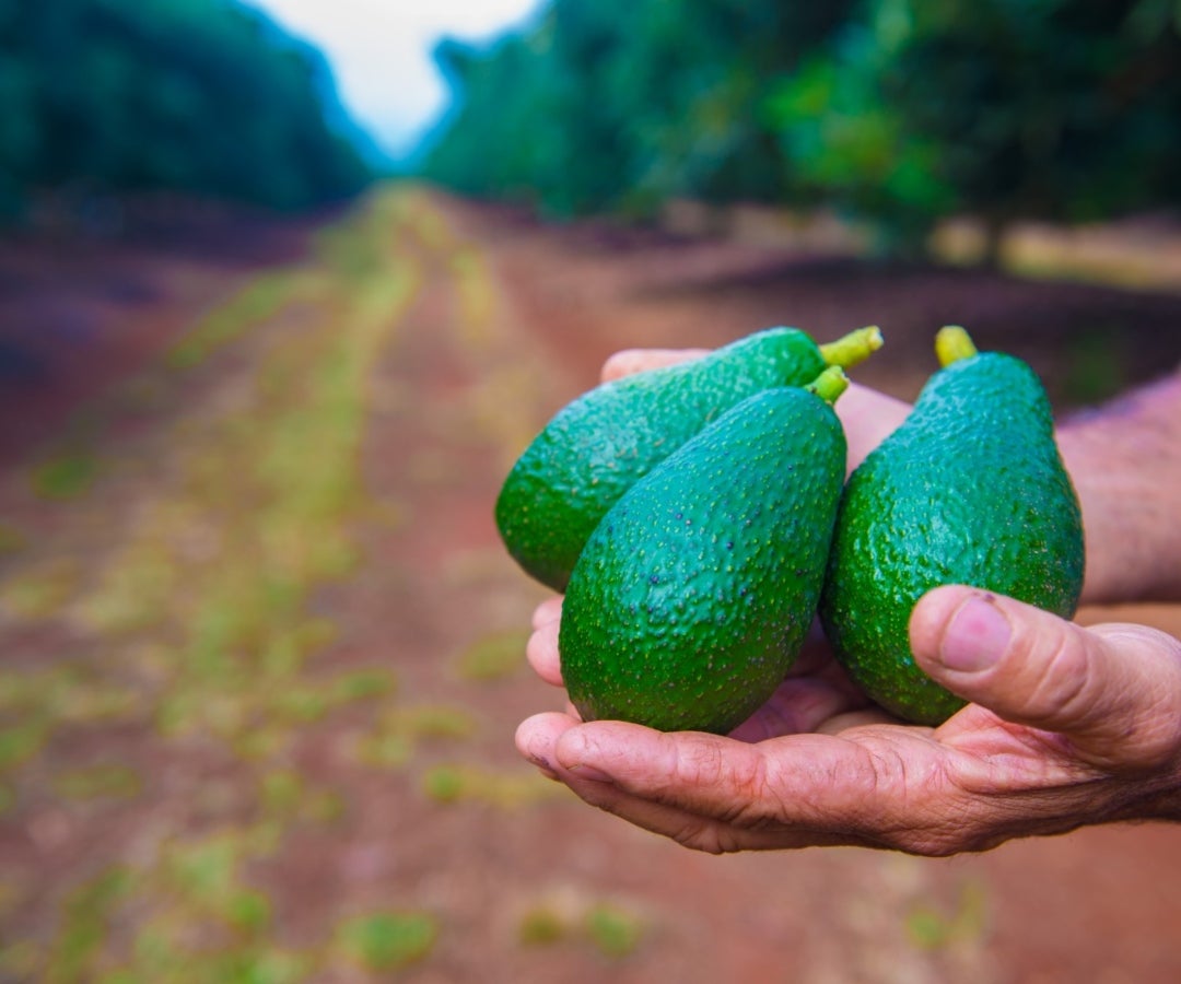 Exportación de aguacate