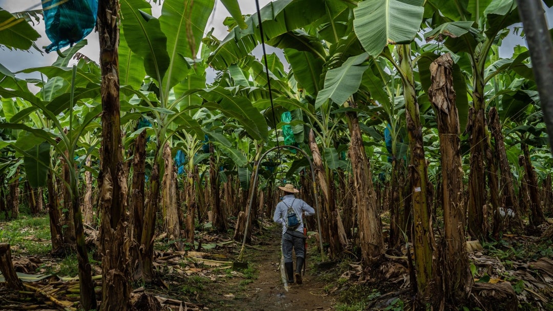 Producción bananera