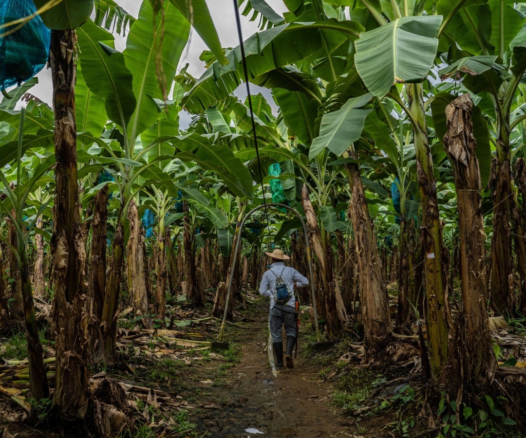 Producción bananera