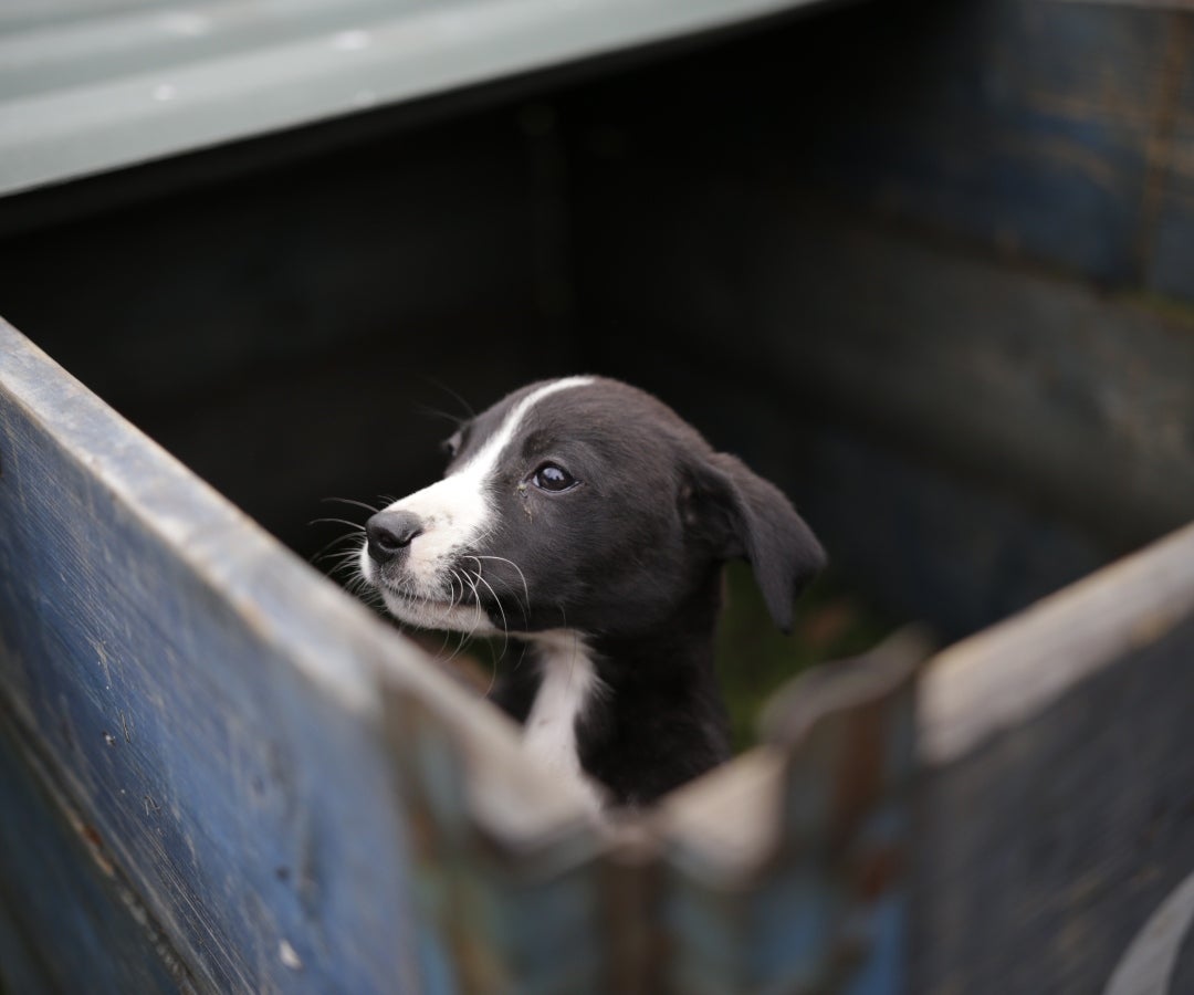Adopción de animales