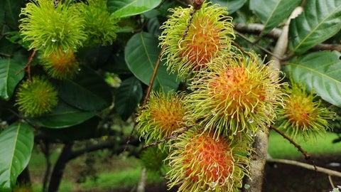 El rambután, fruto exótico